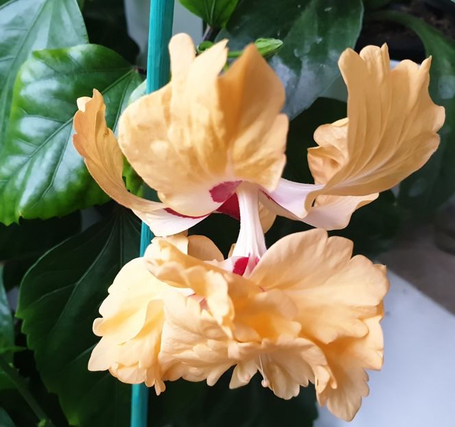  - El Capitolio Galben