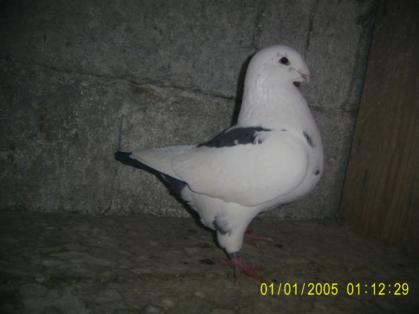 F - 2020 - patratica - promite mult aceasta femela - americani baltati - perechi 2021