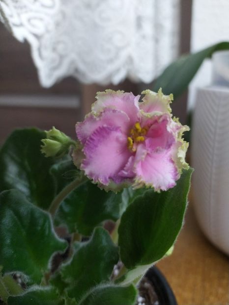 13 decembrie 2020 - Georgia