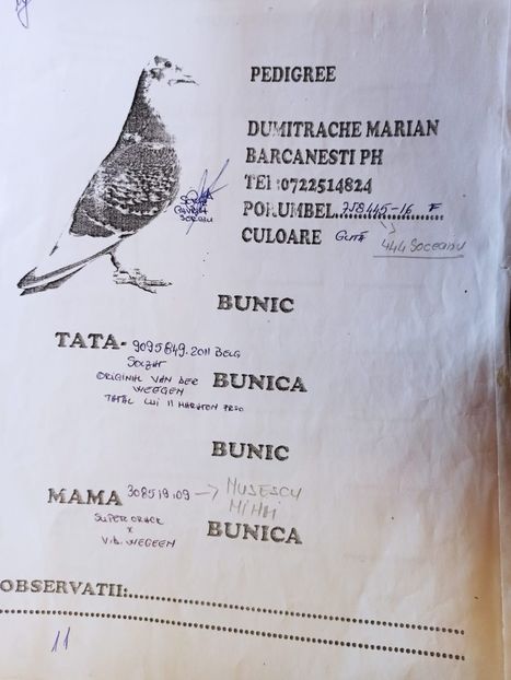 Van Der Wegen - Starurile-Pedigree