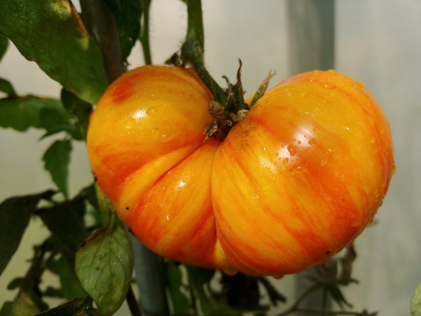 ZEBRA ORANGE (5) - ZEBRA ORANGE