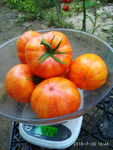 ZEBRA ORANGE-CULESE DE LA O PLANTĂ - ZEBRA ORANGE