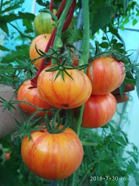 ZEBRA ORANGE UKR (9) - ZEBRA ORANGE