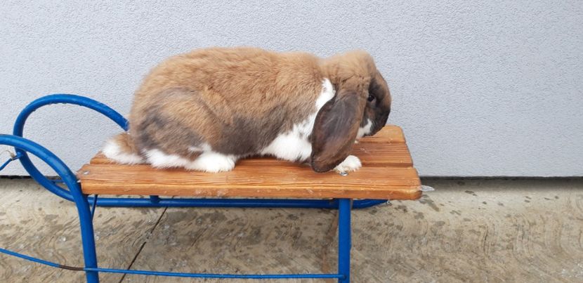 La 7 luni - Iepuri berbec german rasa pură!