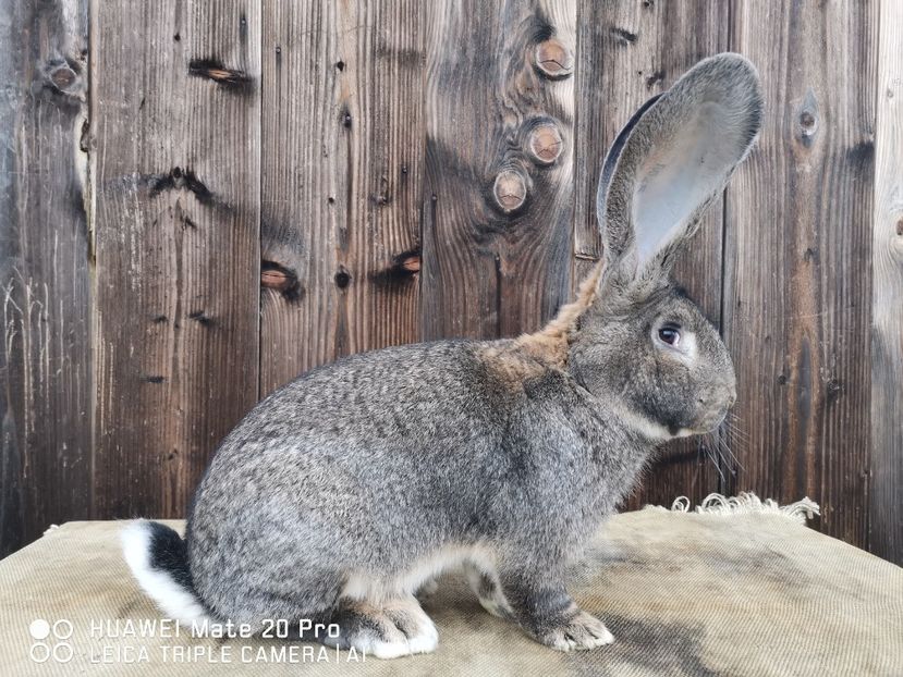 12.12.2020 - MASCUL_NR_1-RO 25 506250