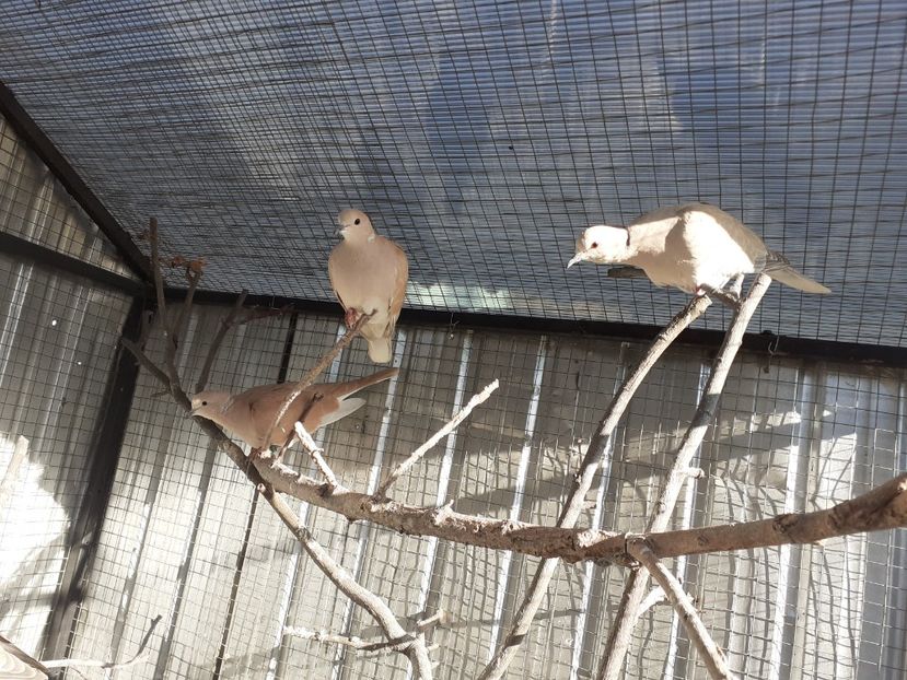  - Turturile rîzătoare de vînzare