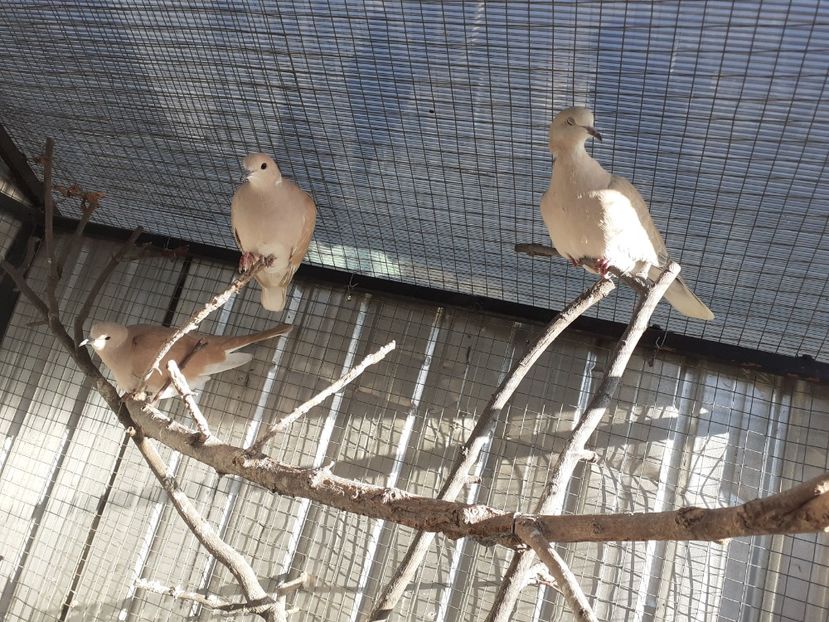  - Turturile rîzătoare de vînzare