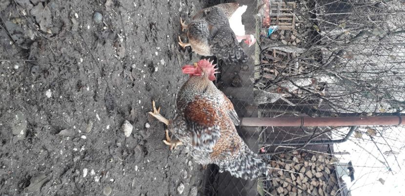  - BIELEFELDER MARE 2020- DE VANZARE