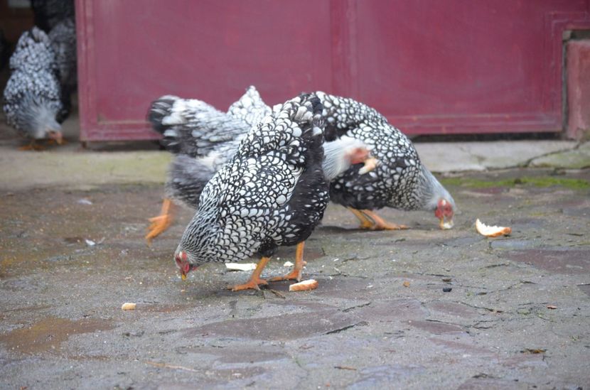  - Wyandotte argintiu 2021