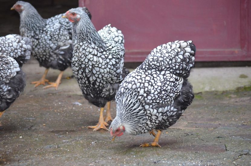  - Wyandotte argintiu 2021