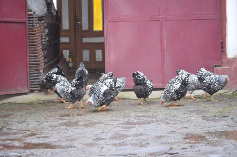  - Wyandotte argintiu 2021