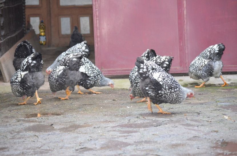  - Wyandotte argintiu 2021