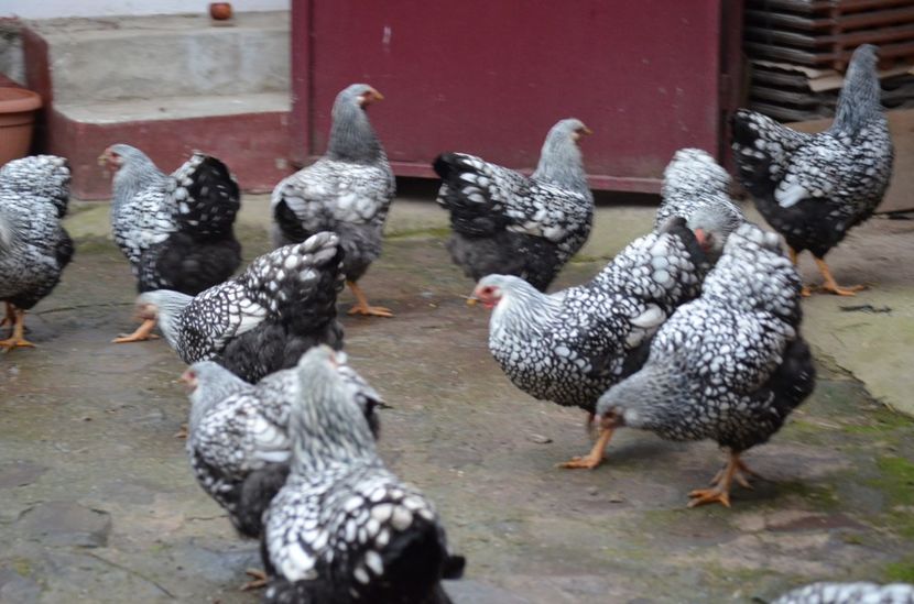  - Wyandotte argintiu 2021