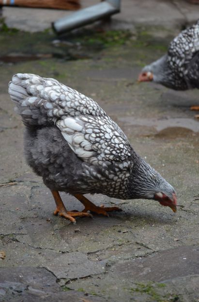  - Wyandotte argintiu 2021