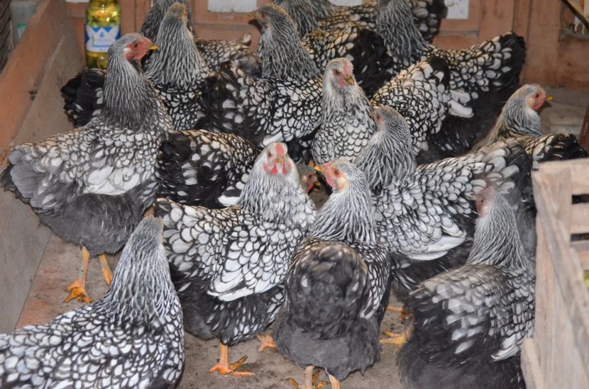  - Wyandotte argintiu 2021