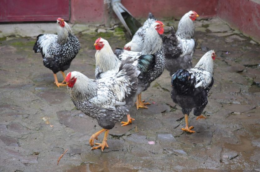  - Wyandotte argintiu 2021