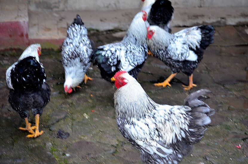  - Wyandotte argintiu 2021