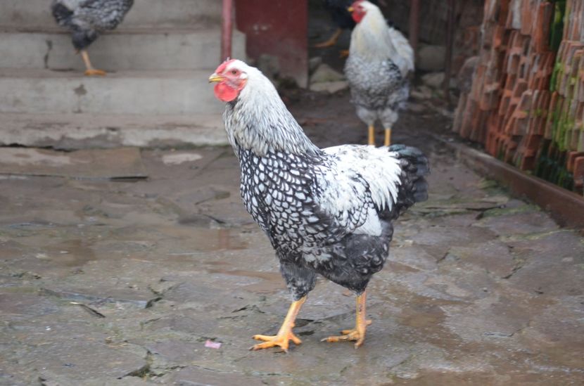  - Wyandotte argintiu 2021