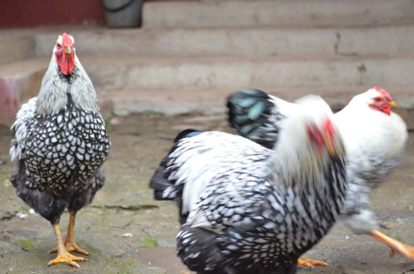  - Wyandotte argintiu 2021