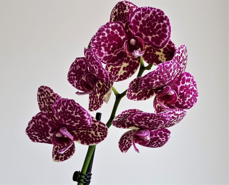  - Phalaenopsis 1