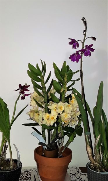  - Dendrobium nobile
