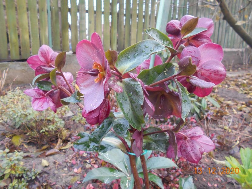  - 1Azalee-rhododendroni-heleborusi-hortensii-hoste 2020