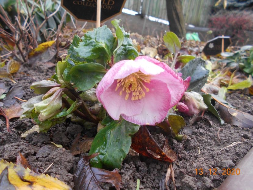  - 1Azalee-rhododendroni-heleborusi-hortensii-hoste 2020