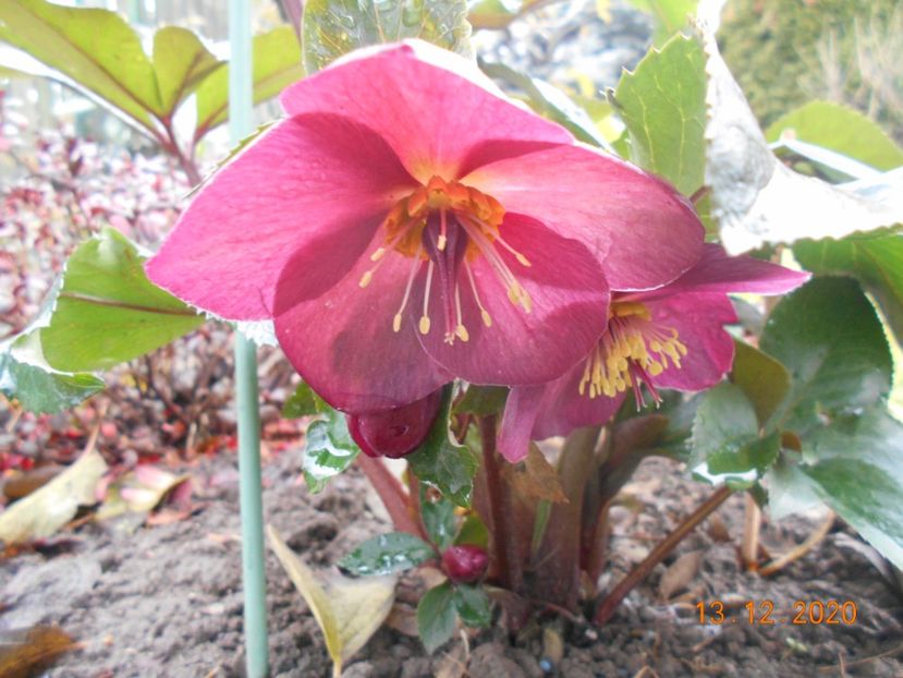  - 1Azalee-rhododendroni-heleborusi-hortensii-hoste 2020