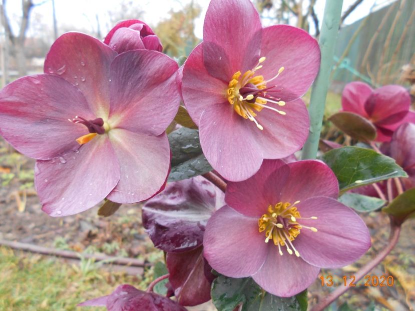  - 1Azalee-rhododendroni-heleborusi-hortensii-hoste 2020