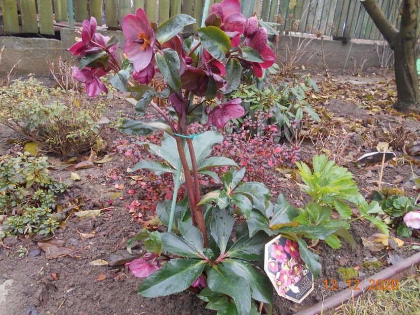  - 1Azalee-rhododendroni-heleborusi-hortensii-hoste 2020
