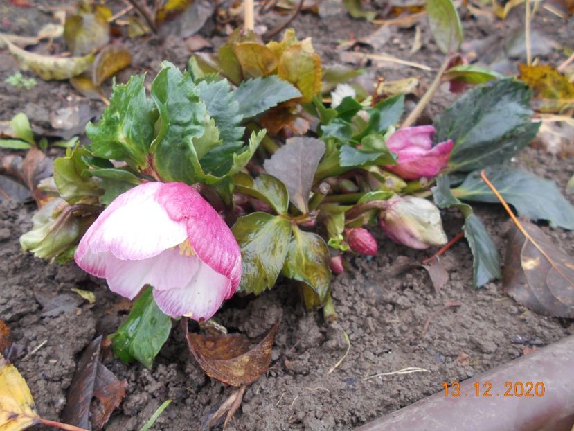  - 1Azalee-rhododendroni-heleborusi-hortensii-hoste 2020
