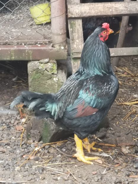 Cocos din 2020 - Gaini Conbatant Indian Tale Mare