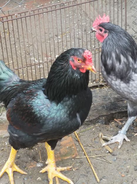  - Gaini Conbatant Indian Tale Mare