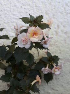  - 001 2021 - Lemon Orchard