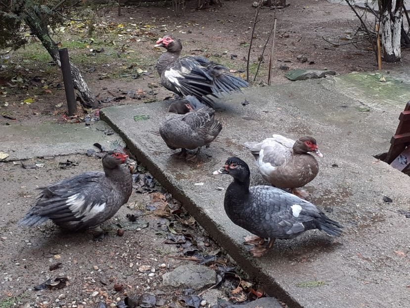 Familia - 0001 rate lesesti matca 2021 lot 2