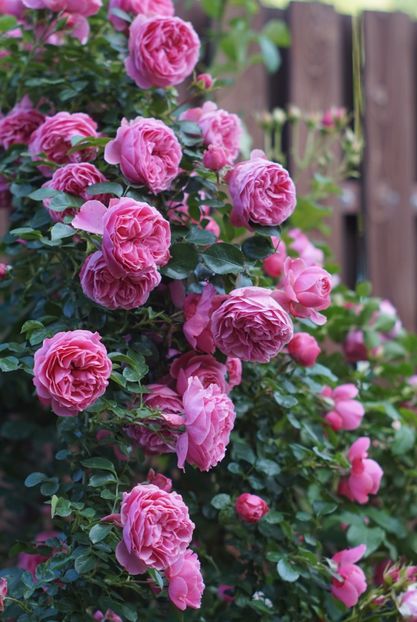  - Leonardo da Vinci Cl