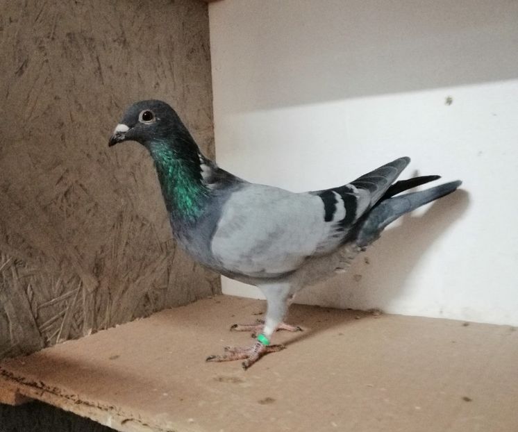 Vanat 492046-2020 - PORUMBEI