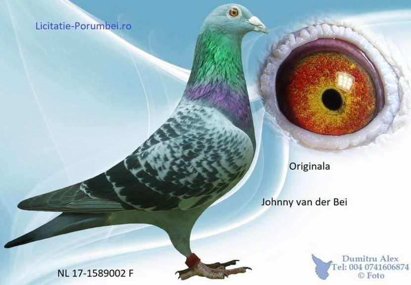  - Porumbei super top 2020 achizitii