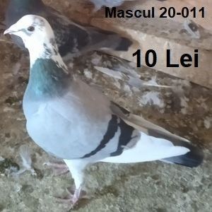 Mascul 20-011....-Suta Seaca - Porumbei vanduti