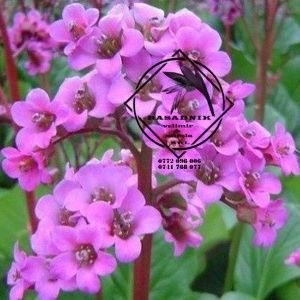 bergenia1 - BERGENIA cordifolia INDISPONIBILA