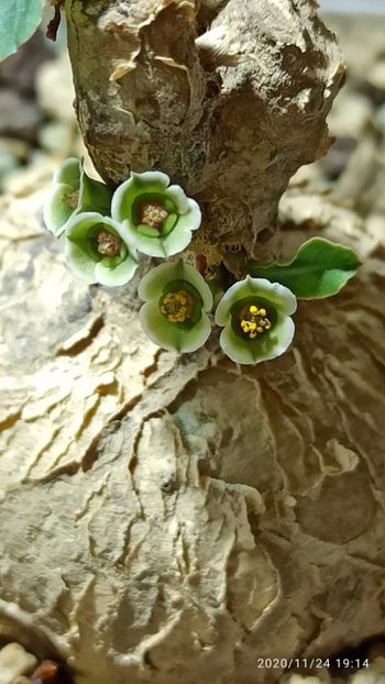 Euphorbia subapoda - Whish list pentru viata urmatoare2