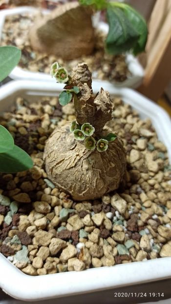 Euphorbia subapoda - Whish list pentru viata urmatoare2