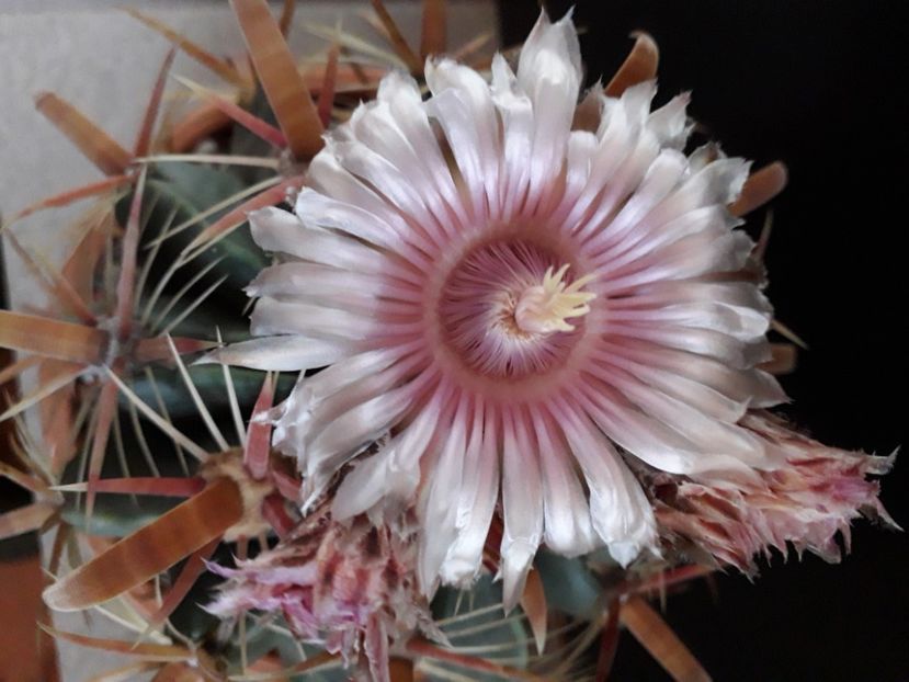 Ferocactus latispinus - Cactusi 2020 final de an
