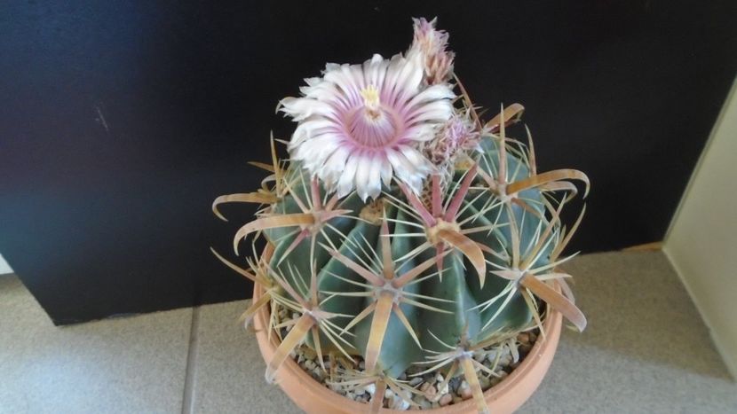 Ferocactus latispinus - Cactusi 2020 final de an