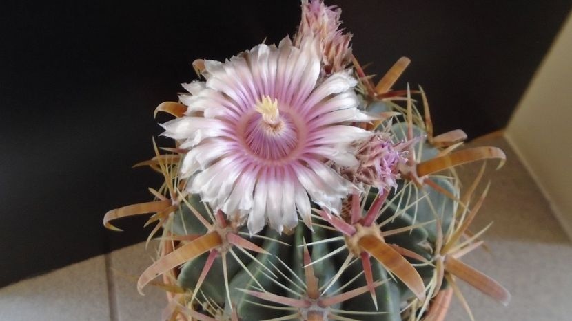 Ferocactus latispinus - Cactusi 2020 final de an