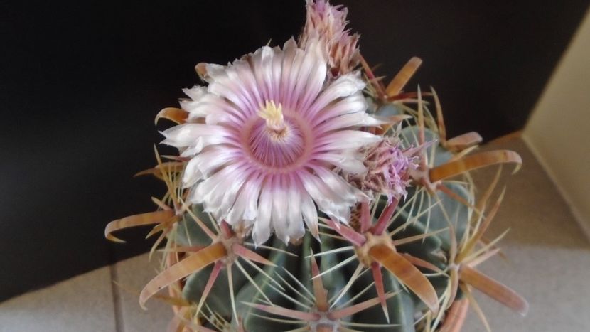 Ferocactus latispinus - Cactusi 2020 final de an