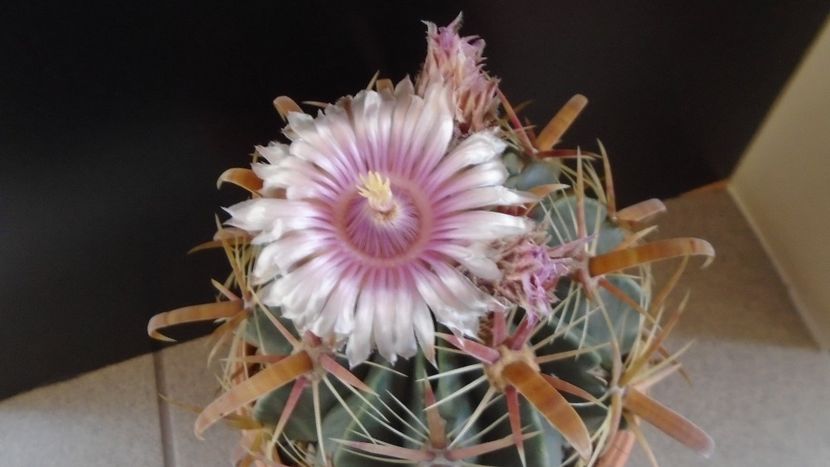 Ferocactus latispinus - Cactusi 2020 final de an