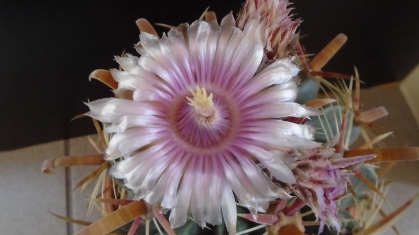 Ferocactus latispinus - Cactusi 2020 final de an