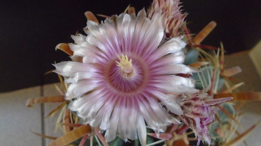 Ferocactus latispinus - Cactusi 2020 final de an