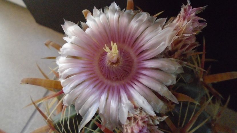 Ferocactus latispinus - Cactusi 2020 final de an